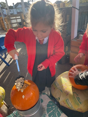 Reception child scooping out pumpkin seeds from a pumpkin for Harvest Festival