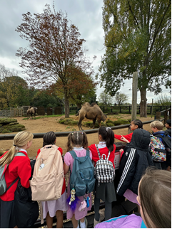 Year 5 London Zoo trip group looking at a camel