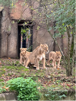 Year 5 London zoo trip - lion